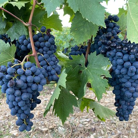 Tregole Lägenhet Castellina in Chianti Exteriör bild